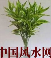 三明十二生肖养什么植物最旺财运？你知道吗！